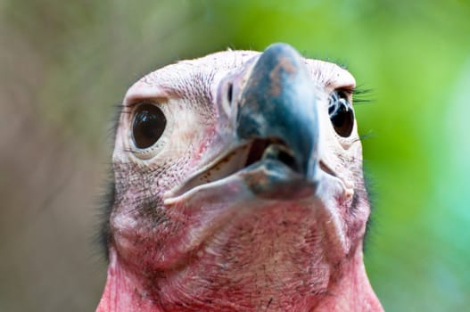 Headshot of Lappet Faced Vulture (torgos tracheliotus) looking at viewer