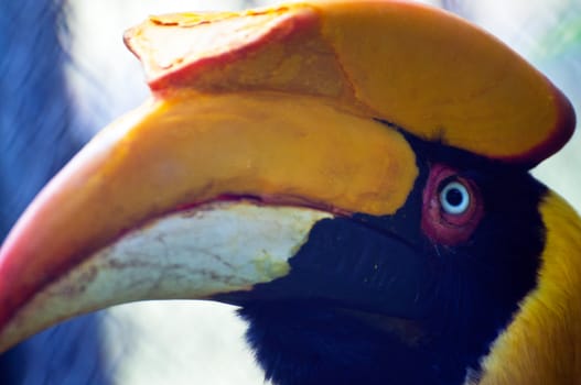 Close up head of hornbill