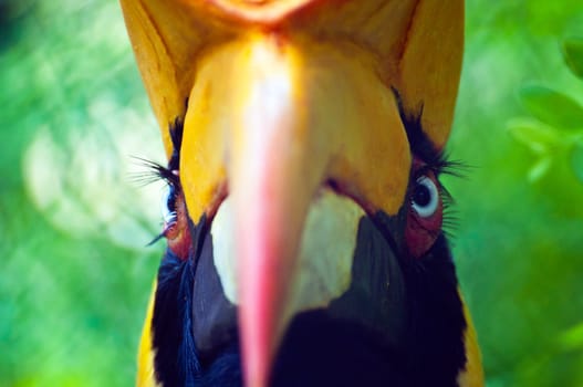 Close up head of hornbill