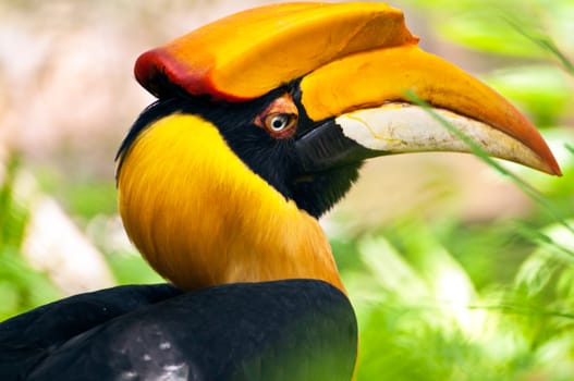 Close up head of hornbill