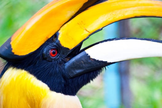 Close up head of hornbill