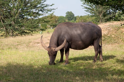 buffalo in a rice field