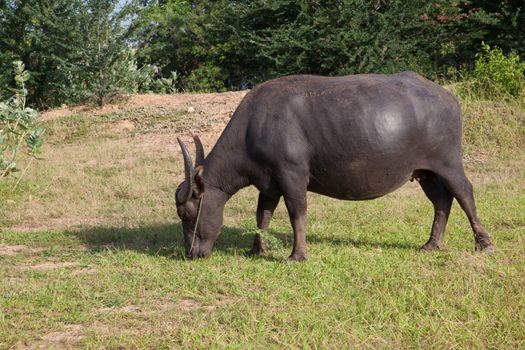 buffalo in a rice field