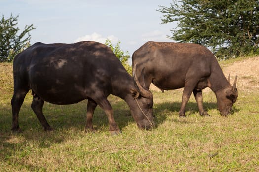 buffalo in a rice field