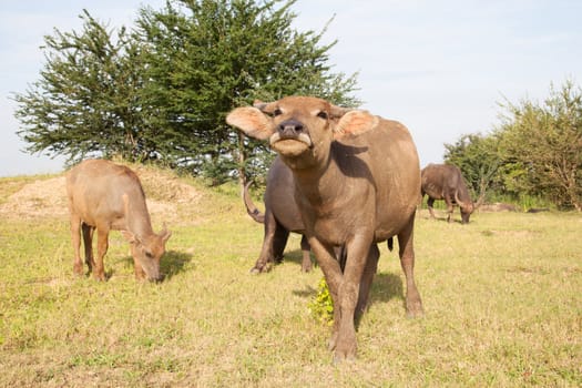 buffalo in a rice field