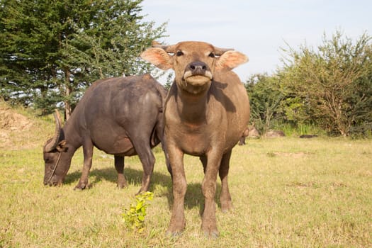 buffalo in a rice field