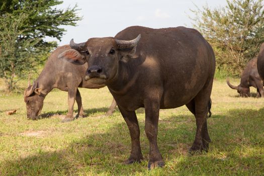 buffalo in a rice field