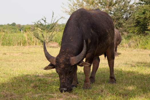 buffalo in a rice field