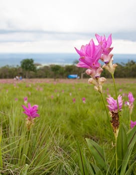 Siam Tulip or Krajeaw flower