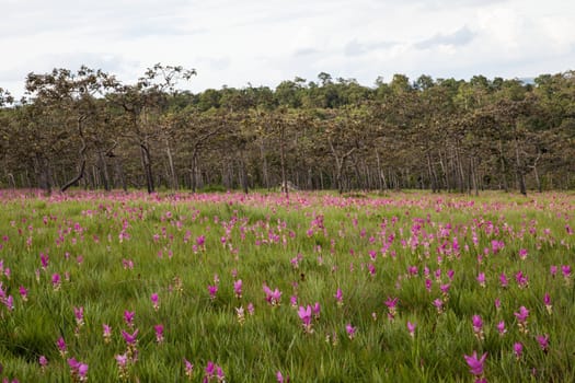 siam Tulip or Krajeaw flower in field