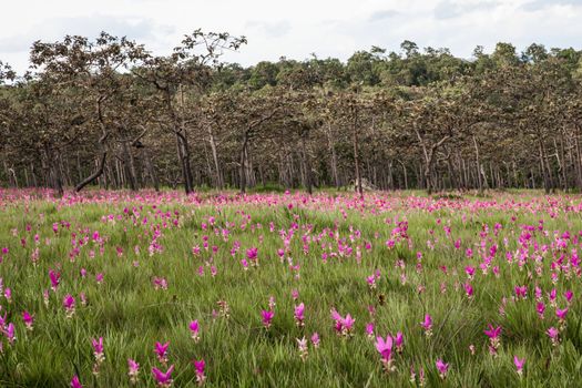 siam Tulip or Krajeaw flower in field