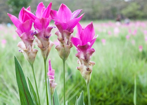 Siam Tulip or Krajeaw flower