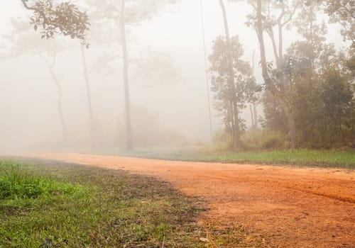 forest on foggy road
