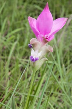 Siam Tulip or Krajeaw flower