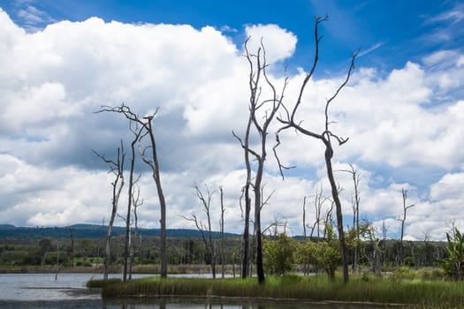 dead tree