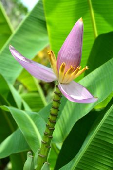 pink Flowering banana ,( musa ornata )