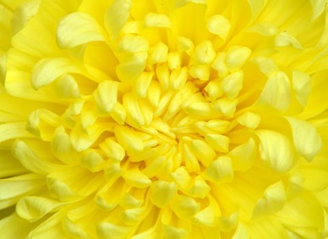 yellow color chrysanthemum close up