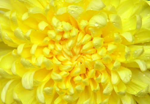 yellow color chrysanthemum close up