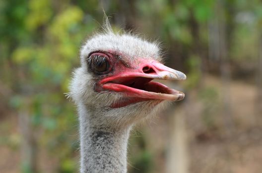 The head of an ostrich 