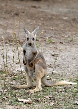 gray kangaroo in chiang mai night safari