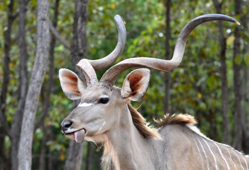 A massive kudu bull with huge horns 