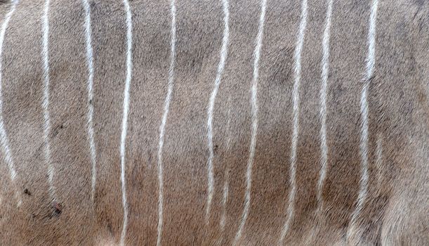 texture of real kudu skin