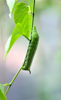 a cute caterpillar on leaf 