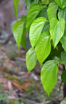 fresh Betle Leaf, the traditional thai herb