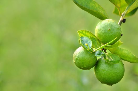 Fresh green lime on a tree 