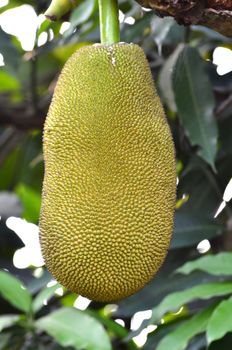 jackfruit hanging on the tree 