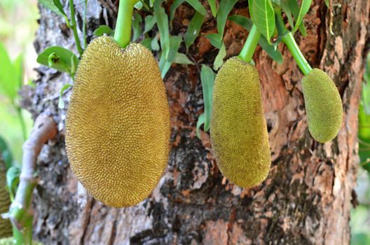 jackfruit hanging on the tree 