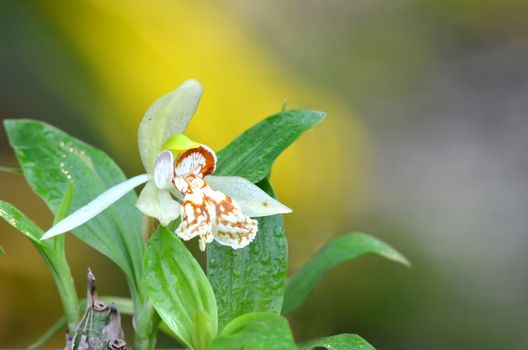 coelogyne sp. wild orchid in thailand