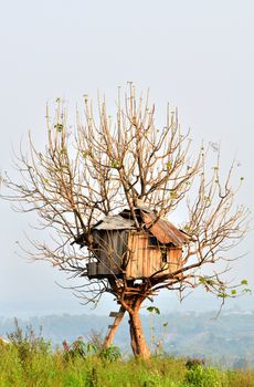 old house built on a tree. 