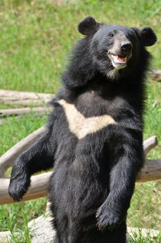 asiatic black bear,chiang mai night safari 