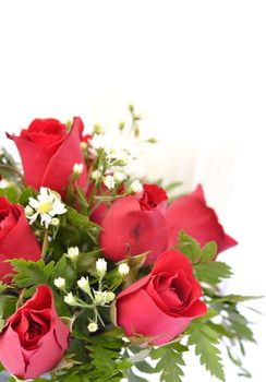 Beautiful red roses on a white background