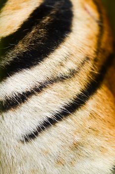 texture of real tiger skin ( fur )