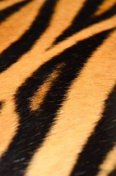 texture of real tiger skin ( fur )