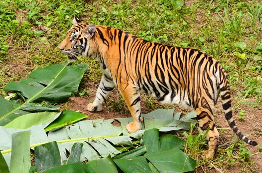 bengal tiger in forest