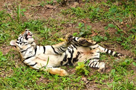relax behavior of bangal tiger
