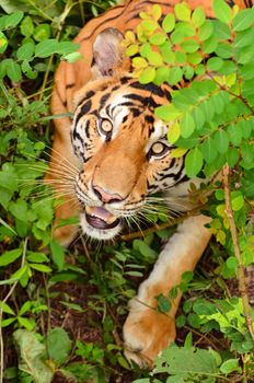 bengal tiger in forest