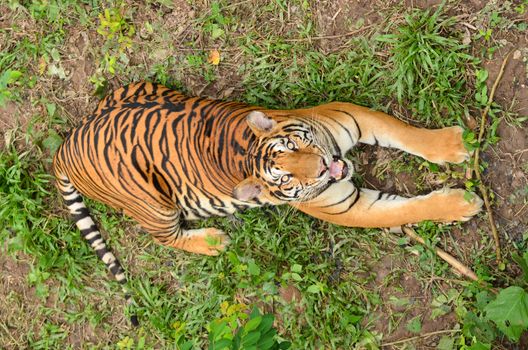 bengal tiger resting in the forest