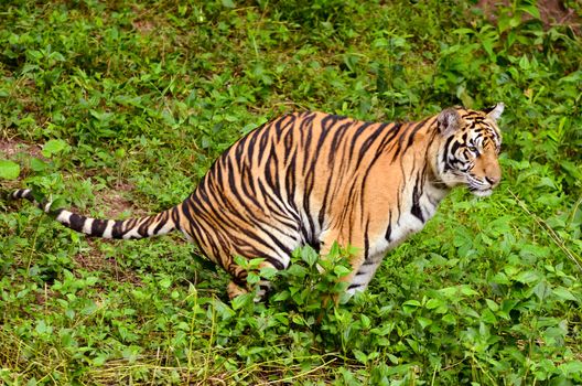 bengal tiger feces in the forest