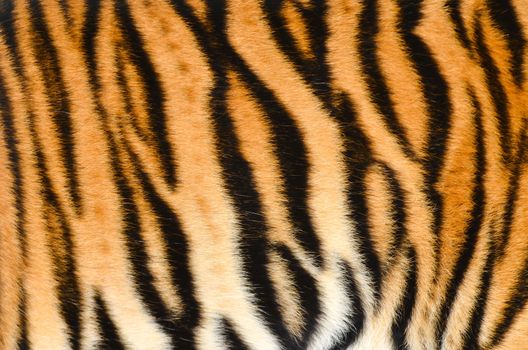 texture of real tiger skin ( fur )