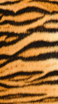 texture of real tiger skin ( fur )