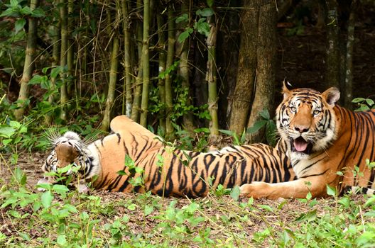 bengal tiger resting in the forest