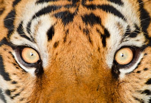 close up of tiger eye