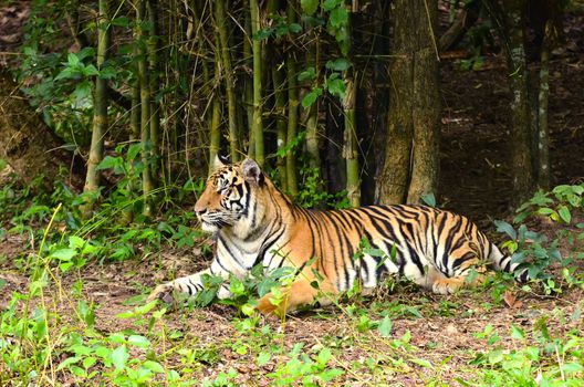 bengal tiger resting in the forest