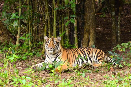 bengal tiger resting in the forest