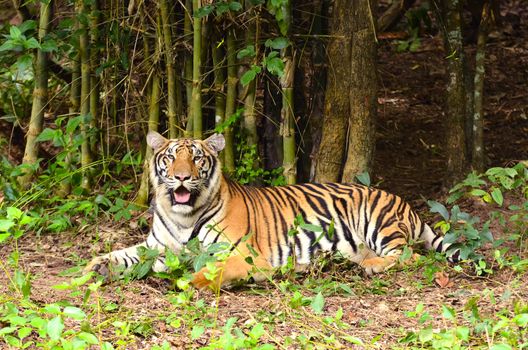 bengal tiger resting in the forest