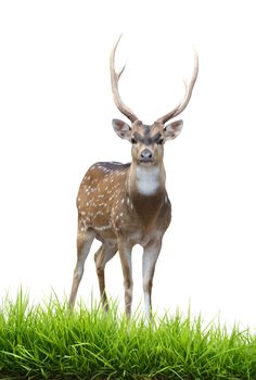 male axis deer isolated on white background